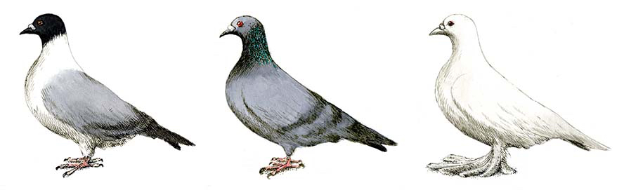 Charles Darwin Museum, Down, Kent . Darwin's pigeons